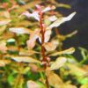 Inclinata Red 1