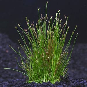 Lg80693dwarfhairgrass