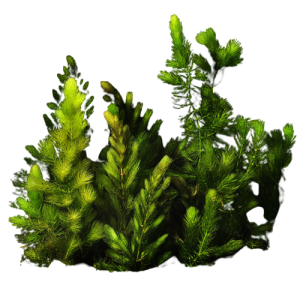 Lg Hornwort