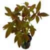 Ludwigia Glandulosa