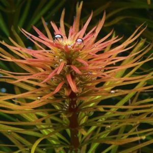 ludwigia-inclinata-cuba