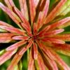 ludwigia-inclinata-cuba close shot