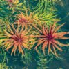 ludwigia-inclinata-cuba edit