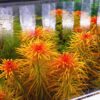 ludwigia-inclinata-verticillata-cuba
