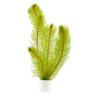 Myriophyllum Pinnatum