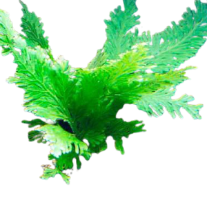Peacock Fern