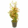 Rotala Rotundifolia Orange Juice Pot