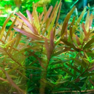 Rotala Vietnam 3