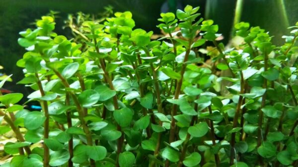 Rotala Macrandra Yellow