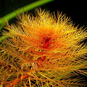 Tubeculatum 4