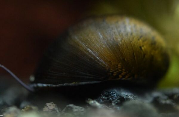 Zebra Nerite