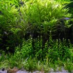 Aquascape in the Philippines