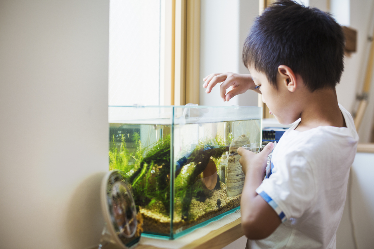 A little boy feeding his fish