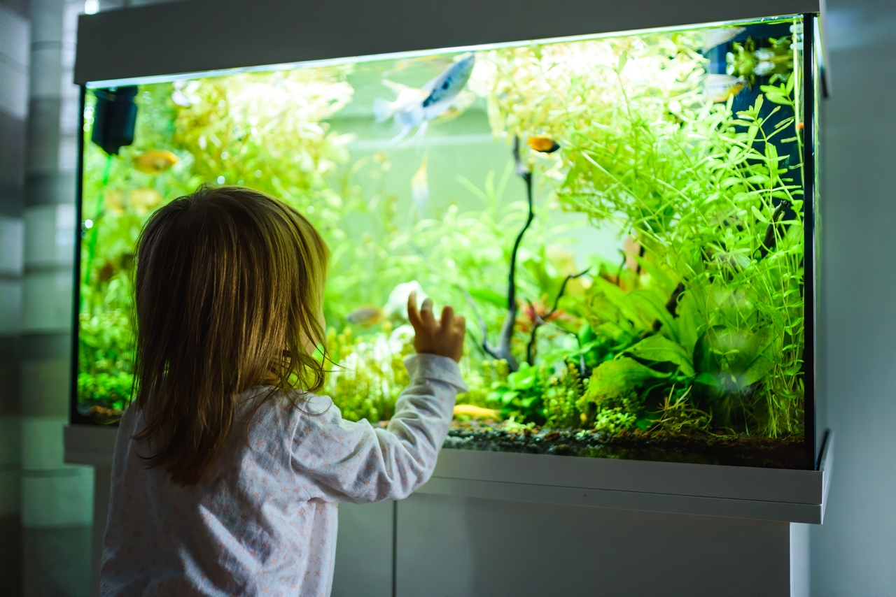 A child staring at an aquarium with a filter