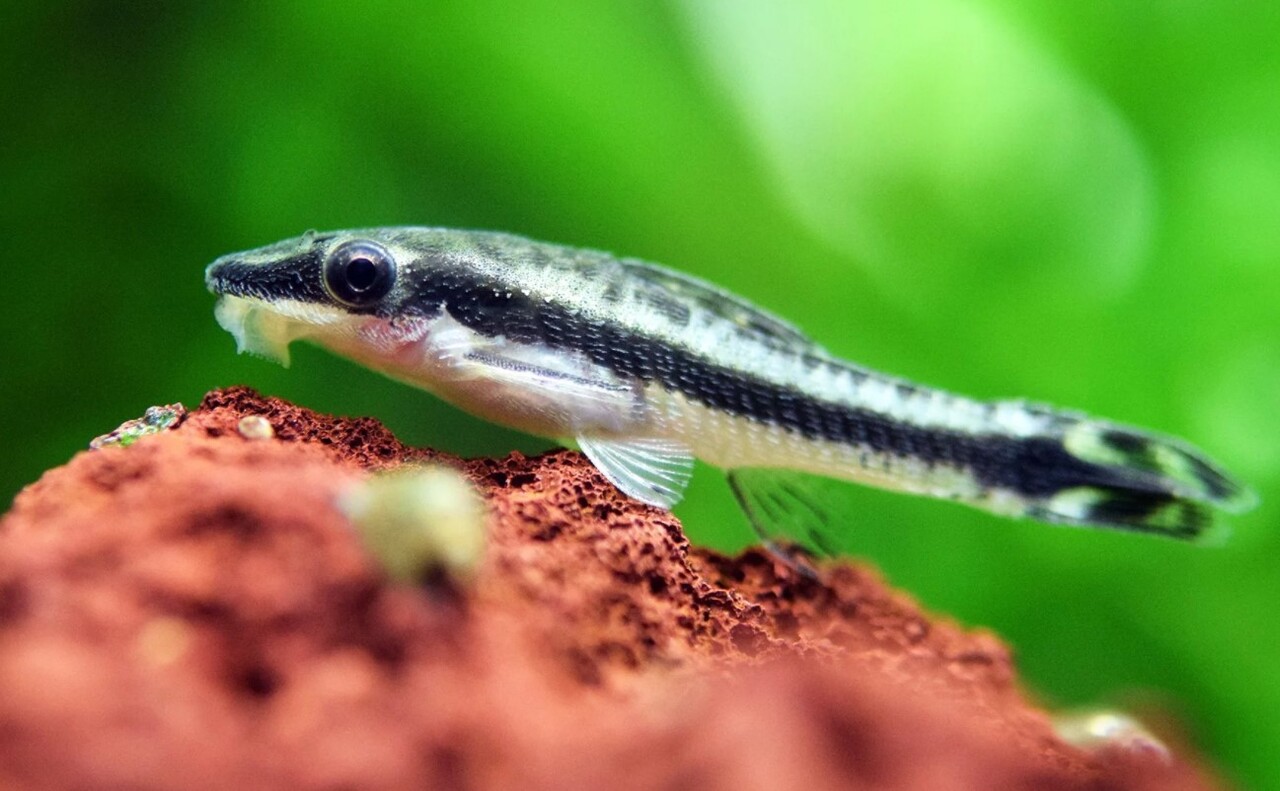 Otocinclus Catfish as Algae Eaters