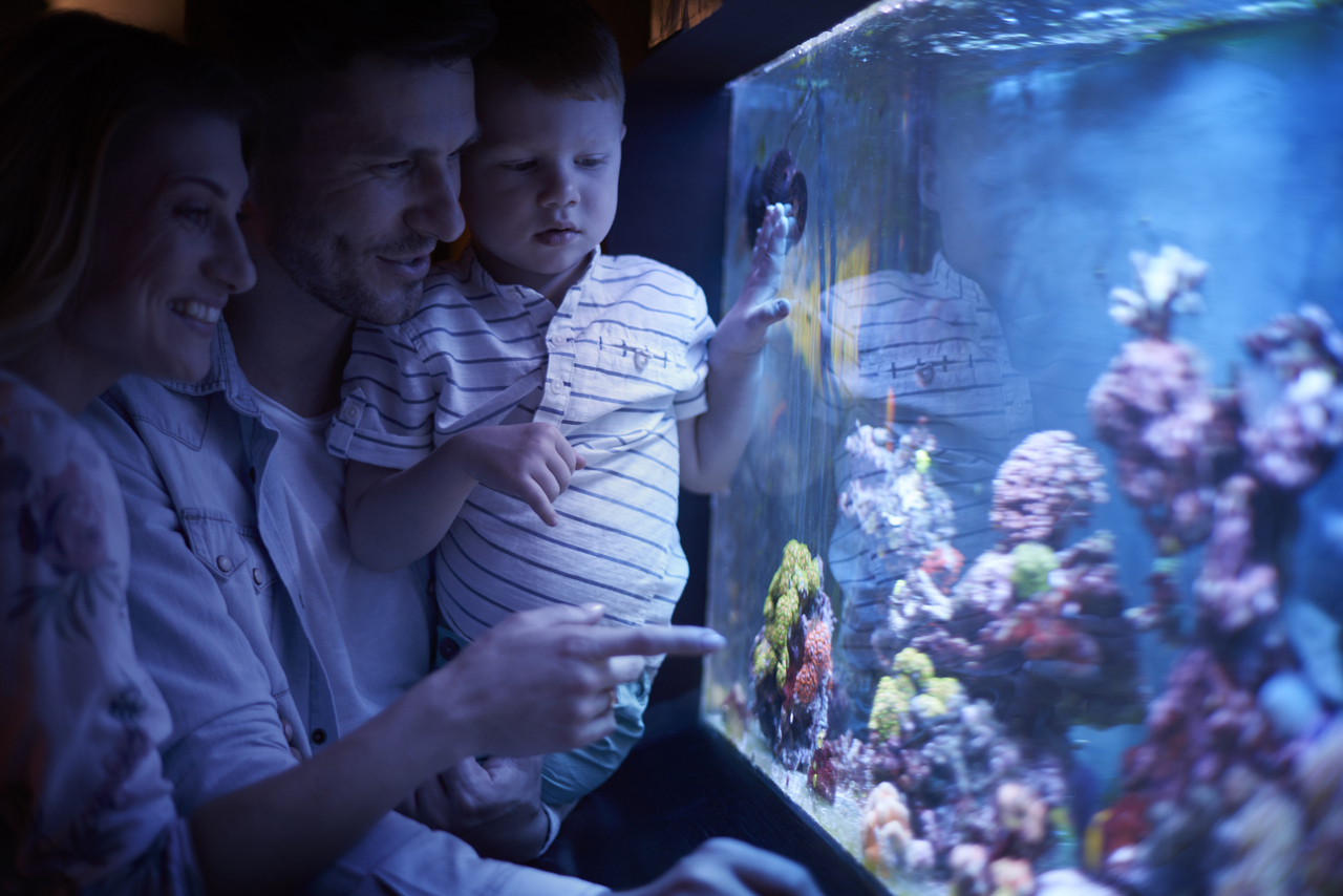 A family looking at their aquarium in the dark