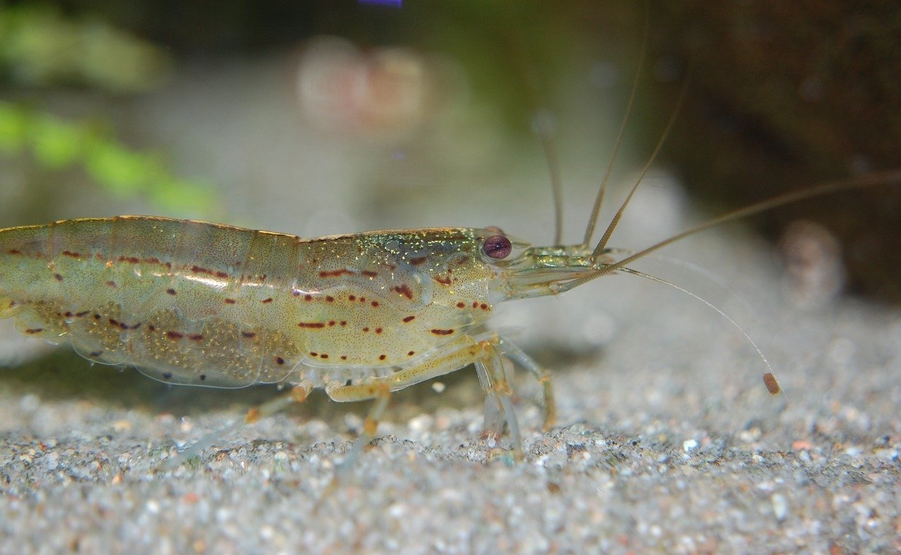 Close up of Amano Shrimp