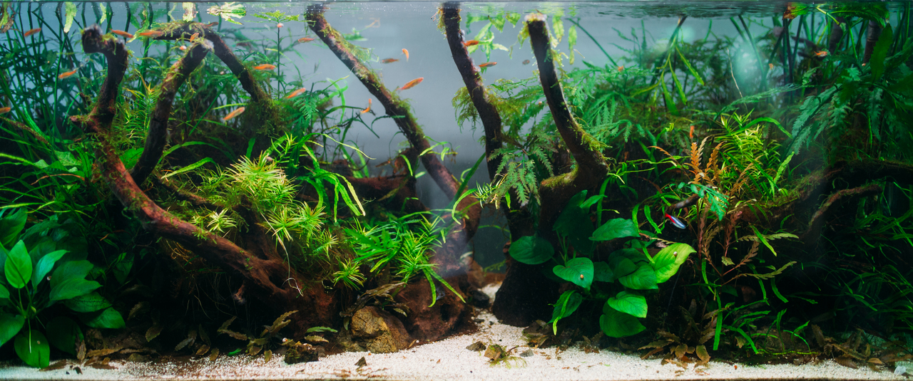 An aquarium with algae and Amano Shrimp