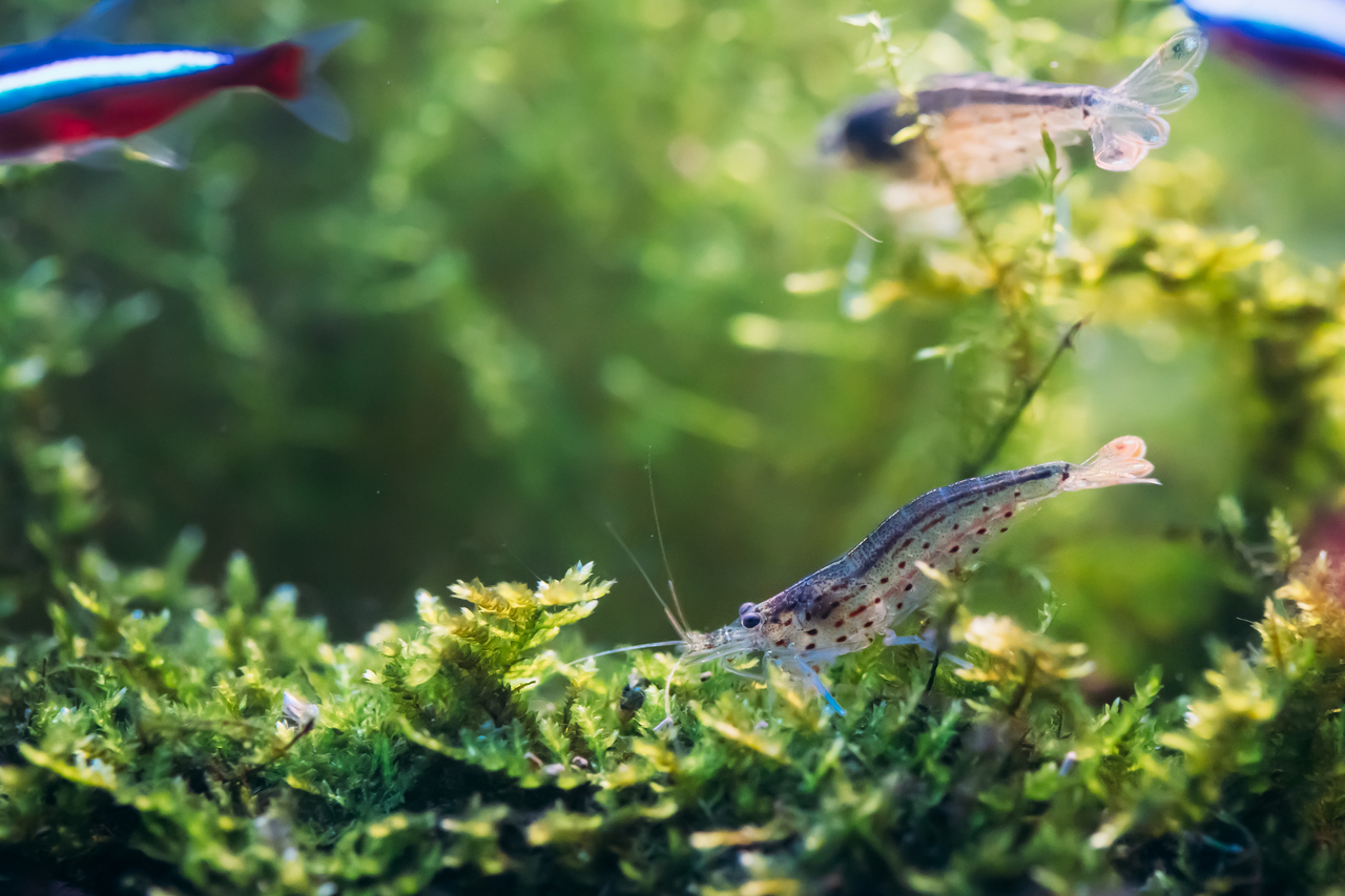 Amano Shrimp in an Aquarium with Other Peaceful Fish