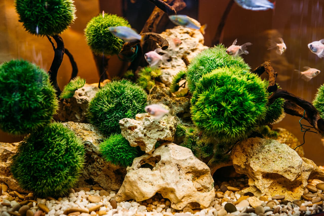 MOSS BALL AQUASCAPE 