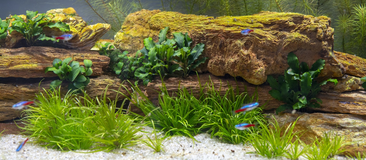 Nutrients Your Aquatic Plants Need