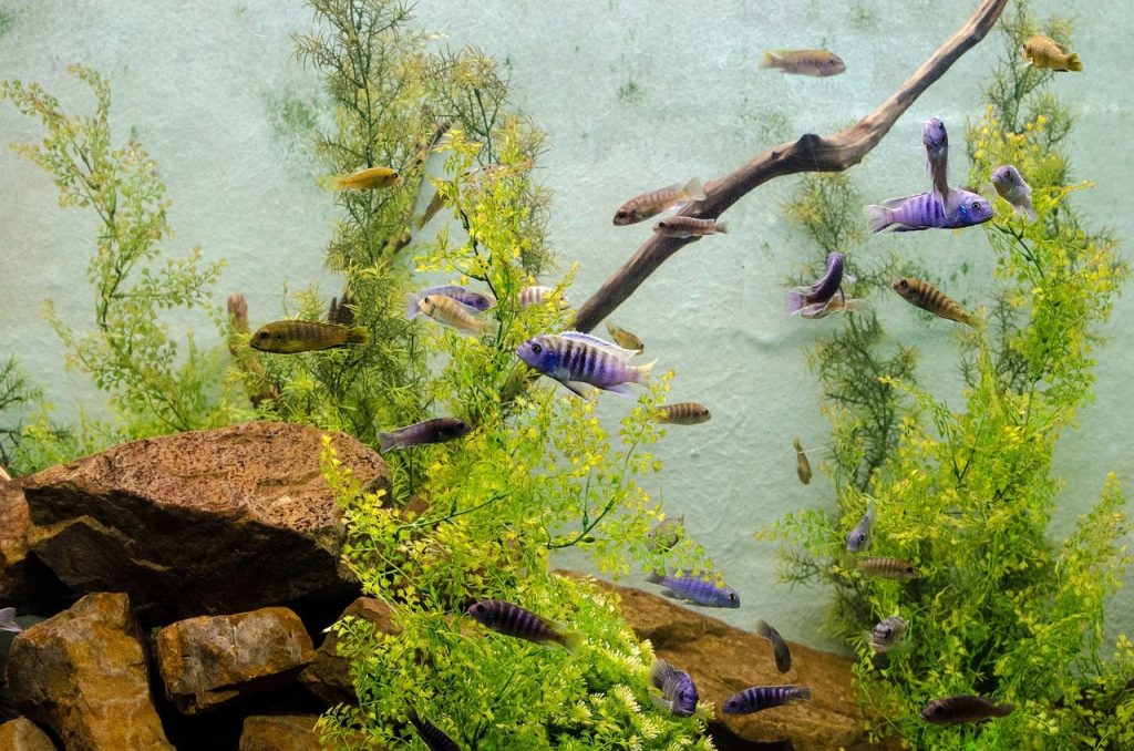 How To Fix Cloudy Aquarium Water