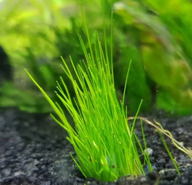 Dwarf Hairgrass