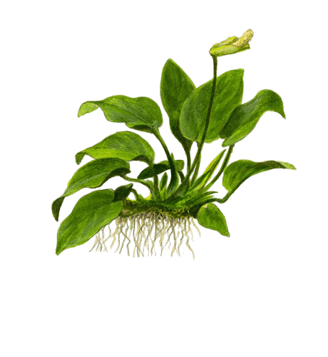 5 Easy Aquarium Plants for Beginners