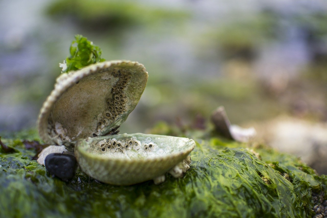 Eats Away Algae