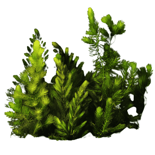 Hornwort