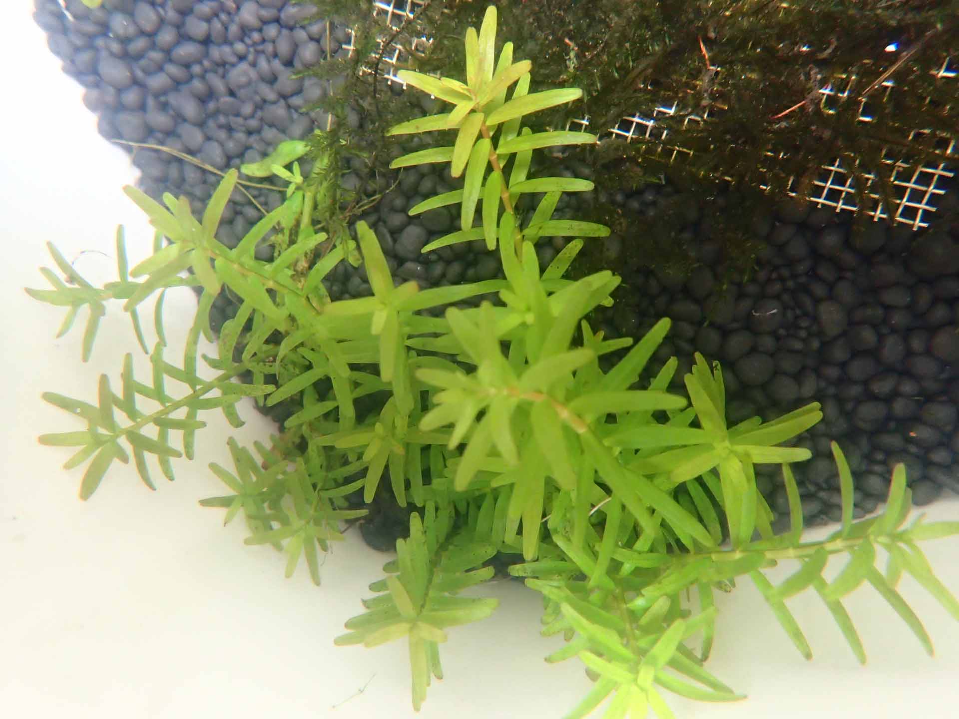 Rotala Rotundifolia