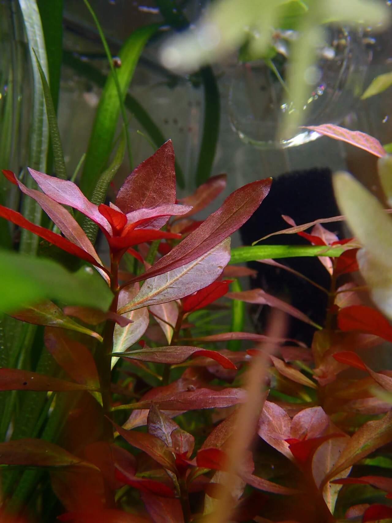 Ludwigia Repens