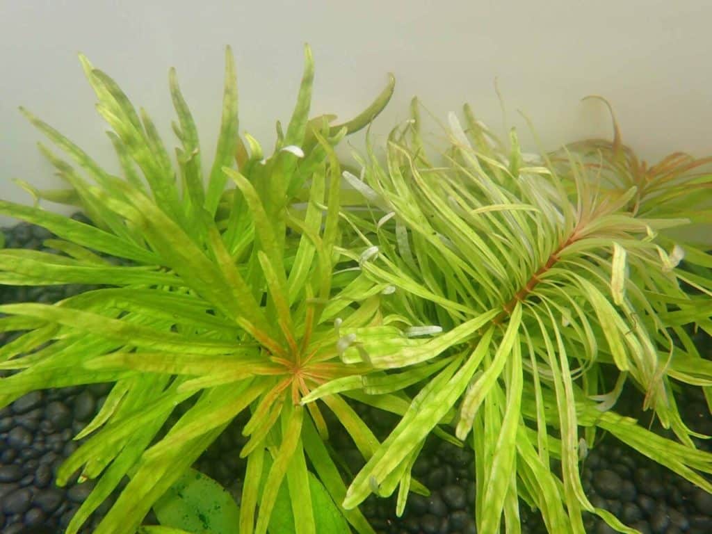 What Are The Best Emersed Aquatic Plants In The Philippines