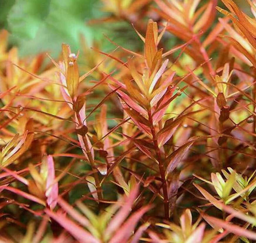 Rotala Colorata