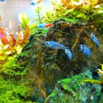 What Are The Best Emersed Aquatic Plants In The Philippines