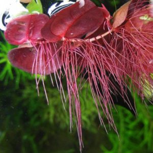redplantfloaters