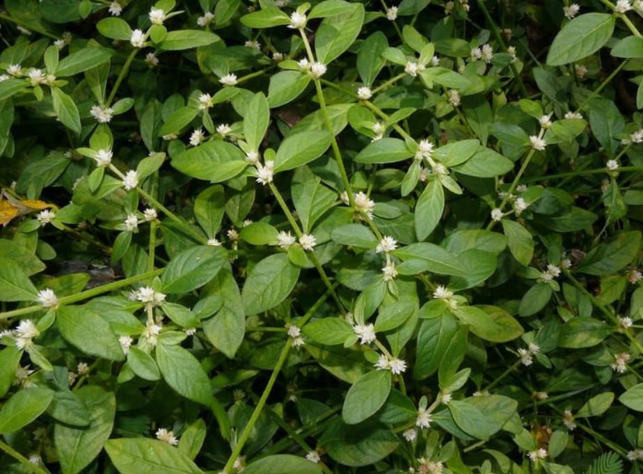 Alternanthera Sessilis