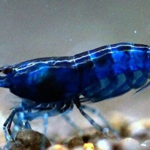Blue Shrimp Neocaridinia Davidi ph