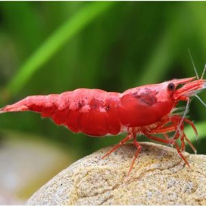 Freshwater-Red-Cherry-Shrimp