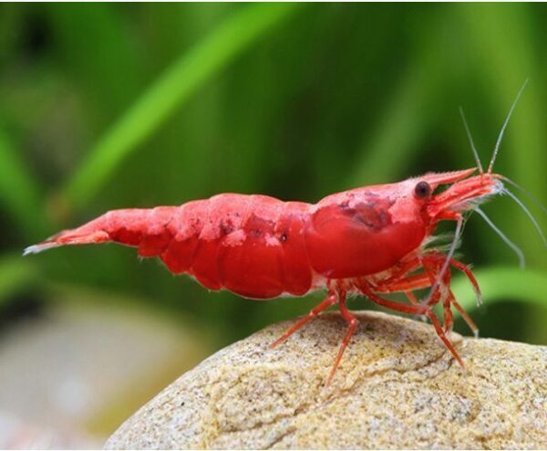 Freshwater-Red-Cherry-Shrimp