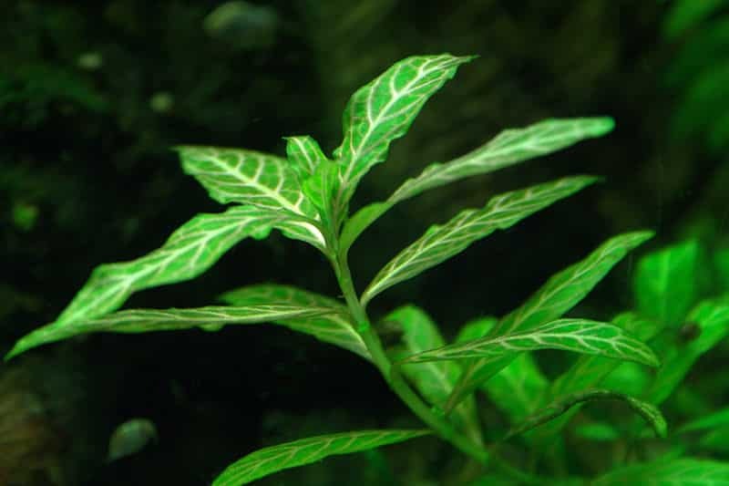 Hygrophila Polysperma Green