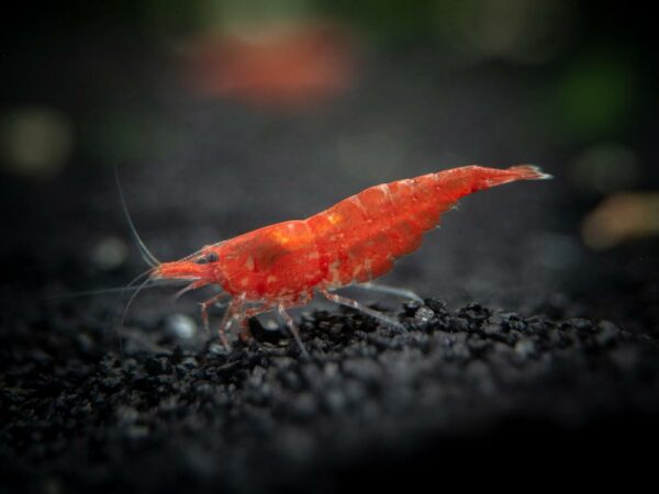 Red-Cherry-Shrimp