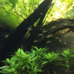 A Guide To The Different Emersed Aquatic Plants in The Philippines emersed aquatic plants philip