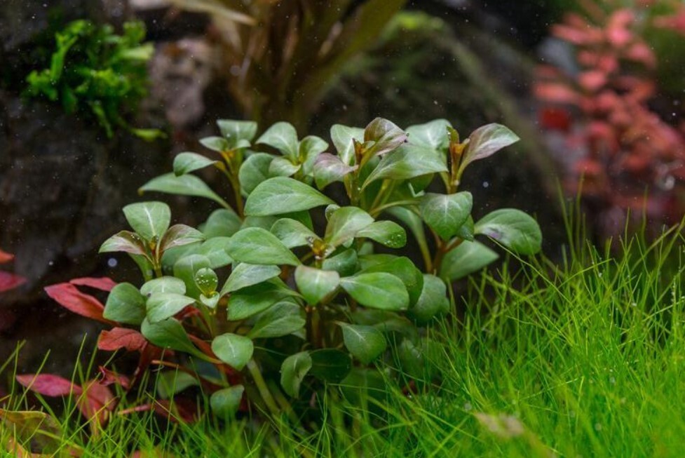 Ludwigia Atlantis