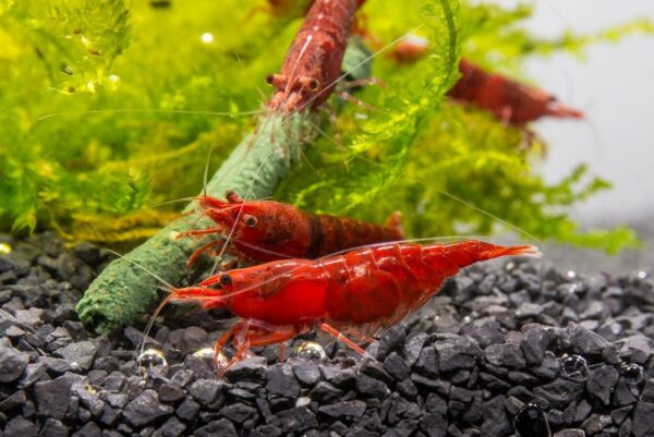 red-cherry-shrimp-ph