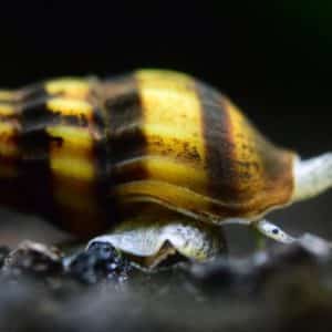 Assassin Snail Philippines