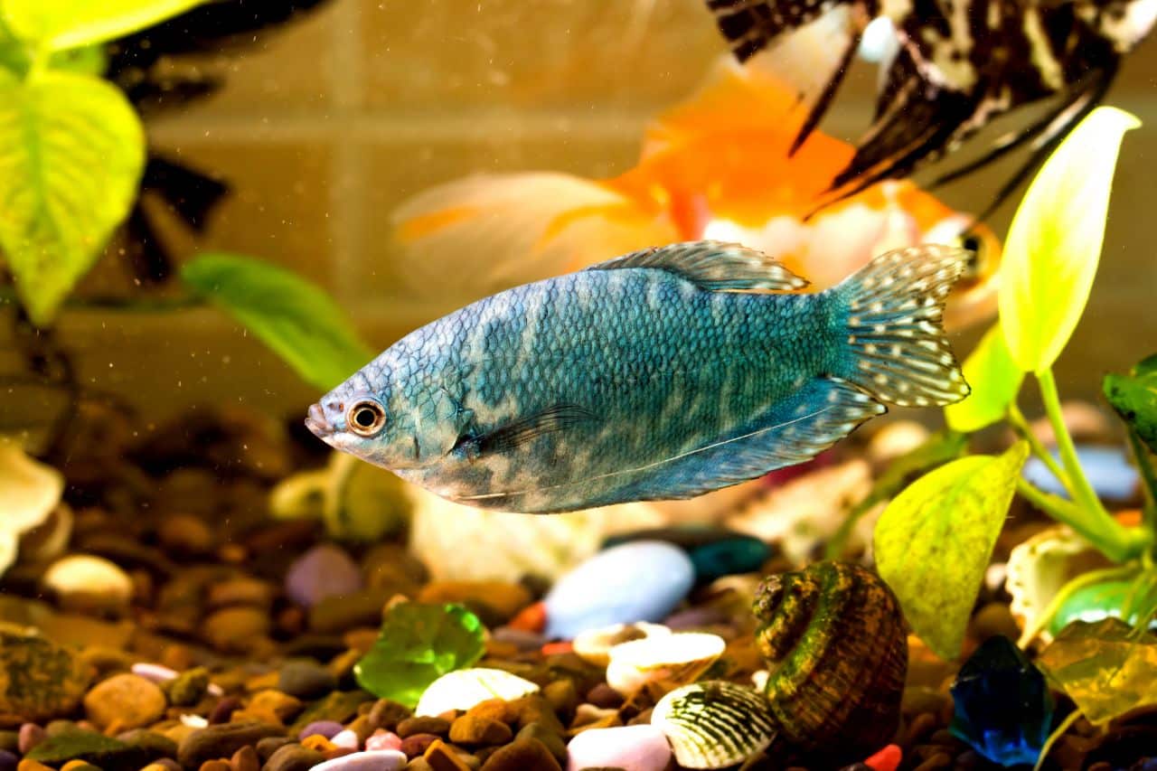 Symptoms Of Low Oxygen Levels In Your Fish Tank