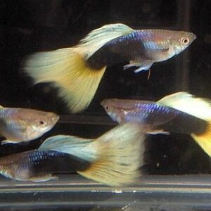 Black pastel guppies