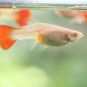 Albino Guppy no Lipstick Shot