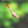 Albino Guppy no Lipstick Top shot